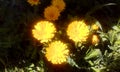 potÃÂ marigoldÃÂ Calendula officinalis